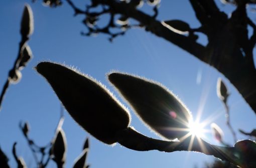 Magnolienknospen genießen die frühlingshafte Sonne. Foto: dpa