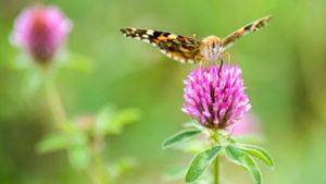 Der weltweite Schmetterlingsbestand hat sich in den vergangenen 50 Jahren fast halbiert. Foto: picture alliance/dpa/Mohssen Assanimoghaddam