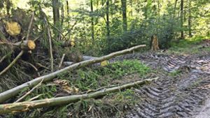 Im Weidach- und Zettachwald mussten wegen Borkenkäferbefalls zahlreiche Bäume abgeholzt werden. Foto: z/privat