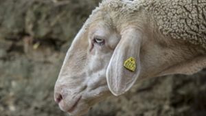 Das Schaf, schlauer als die Polizei erlaubt. Foto: factum/Weise
