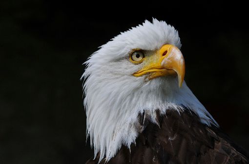 Alles im Blick: das Adlerauge dient den Forschern als Vorbild. Foto: Fotolia