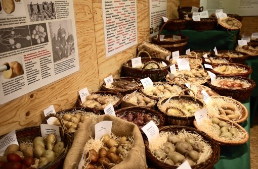 140 Kartoffelsorten sind in der Ausstellung zu sehen – ein Bruchteil der mehreren Tausend Sorten, die es weltweit gibt. Foto:  
