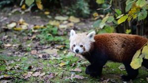 Der Rote Panda flüchtete aus einem Zoo. (Symbolbild) Foto: imago images/Pixsell/Sandra Simunovic
