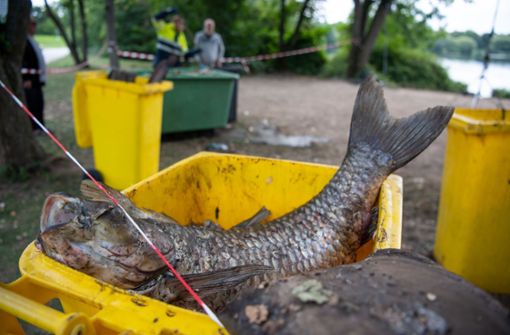 Im Sommer 2019 war es zu einem großen Fischsterben im Max-Eyth-See gekommen. (Archivbild) Foto: picture alliance/dpa/Sebastian Gollnow