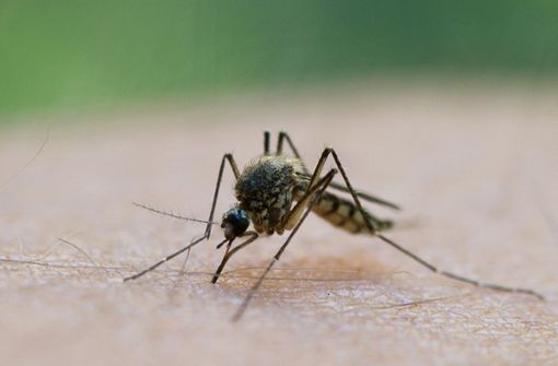 Leider können wir nicht mit einem Sommer ohne Mücken rechnen. Die Plagegeister haben eine Art integriertes Frostschutzmittel, das sie vor der klirrenden Kälte schützt. (Symbolfoto) Foto: dpa