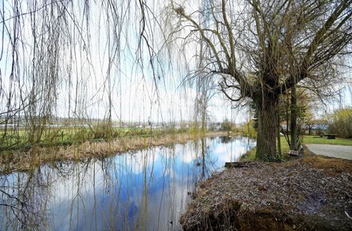 Aus diesem Teich müssen Tiere entfernt werden, wenn das Murrer Gebiet Langes Feld V erweitert wird. Foto: Werner Kuhnle