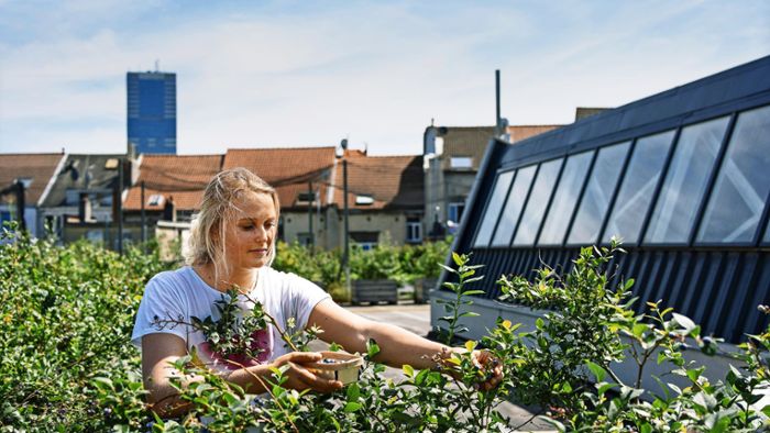 Wie man Gemüse frisch vom Dach bekommt