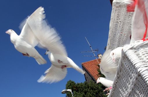 Nach der Trauung Tauben fliegen zu lassen, das wird in Leinfelden-Echterdingen nicht mehr überall möglich sein. Foto: Robin Rudel