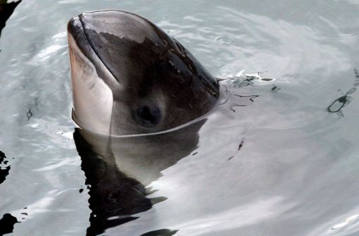 Der Schweinswal ist der einzige heimische Wal an Deutschlands Küsten – und massiv bedroht. Foto: dpa/Ingo Wagner