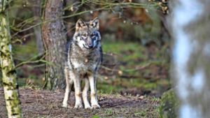 Ob ein echter Wolf in Kallenberg war? Wolfshunde sähen dem Tier zum Verwechseln ähnlich, sagen Experten. Foto: dpa