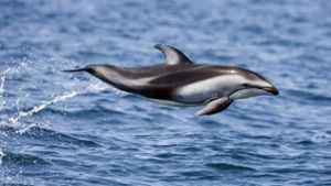 Große Gruppen von Delfinen sind vor der kalifornischen Küste nicht unüblich. Foto: imago/blickwinkel/AGAMI/M. Verdoes
