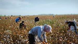 Usbekistan ist einer der größten Baumwollproduzenten der Welt, aber es gibt zu wenige Menschen, die für wenig Lohn freiwillig auf den Feldern arbeiten wollen. Foto: Timur Karpov