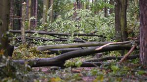 Die Waldarbeiter sind zuletzt damit beschäftigt gewesen, die Schäden durch Sturmtief Sabine aufzuräumen. Foto: dpa/Ralf Hirschberger