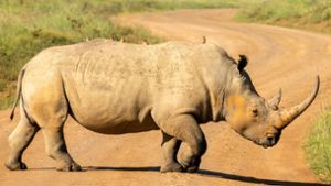 Wo sich die Wege von Mensch und Wildnis kreuzen, ist Gefahr im Verzug – nicht nur für dieses Nashorn. Foto: IMAGO/Cavan Images/IMAGO/Tobin Rogers