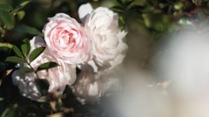 Einige Rosensorten blühen bis in den frühen Winter. Foto: dpa/Patrick Seeger