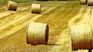 Noch gibt es im Strohgäu nach der Ernte gelb glänzende Felder , die Aussaat des Getreides wird mitunter ergänzt oder ersetzt zum Beispiel  durch Reis. Foto: factum/Archiv