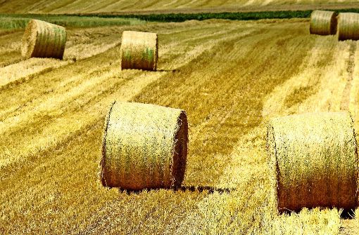 Noch gibt es im Strohgäu nach der Ernte gelb glänzende Felder , die Aussaat des Getreides wird mitunter ergänzt oder ersetzt zum Beispiel  durch Reis. Foto: factum/Archiv