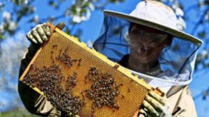 Das Argument der Stadt: Honigbienen nehmen den Wildbienen den Blütenstaub weg, Foto: dpa