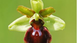 Rund 3000 der wild wachsenden, streng geschützten Orchideen wurden im Naturschutzgebiet ausgegraben und mitgenommen. Foto: dpa