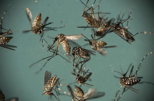Mücken übertragen den Zika-Virus – und tragen ihn immer weiter in die Welt. Foto: AP