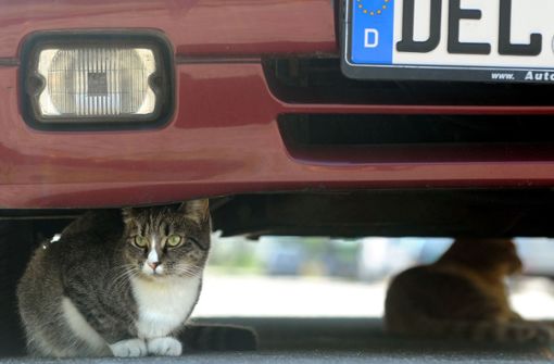 Auf der Weidacher Steige in Stetten, seie viele Autofahrer zu schnell unterwegs, sagt eine Anwohnerin, die dort bereits zwei Katzen verloren hat. Foto: dpa