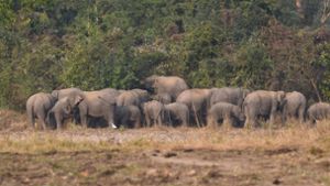 Der Förster wurde von einer Elefantenherde zu Tode getrampelt. (Symbolbild) Foto: IMAGO/NurPhoto/IMAGO/Anuwar Hazarika
