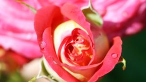 Rosen gehören zu den beliebtesten Gartenblumen, das Bild zeigt eine  Floribunda-Rose. Foto: dpa/A3386 Uli Deck