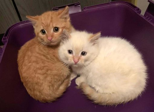 Diese Kätzchen haben die Helfer unter einem Container gefunden. Foto: privat