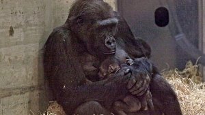 Das Gorilla-Baby in der Wilhelma wird liebevoll von seiner Mutter umhegt. Das Foto einer Besucherin hat nun eindeutig gezeigt: es ist ein Junge. Foto: Leserfotograf siri1711
