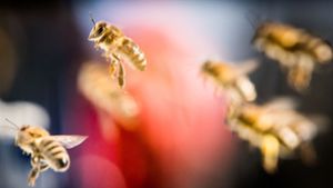 Das Sammelgebiet eines Bienenvolkes kann sich auf 50 Quadratkilometer erstrecken. Bis zu 200 000-Mal pro Tag fliegen die Sammlerinnen aus. Foto: dpa