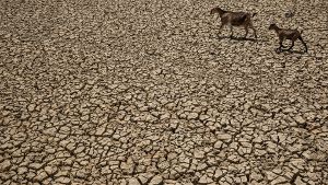 In Indonesien herrscht Dürre. Foto: Getty Images AsiaPac