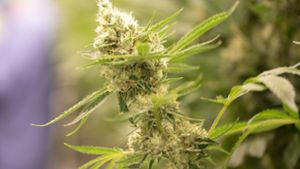 Geht es nach der Ampel, soll Cannabis in überschaubaren Mengen auch von Privatpersonen zur Eigennutzung angebaut werden dürfen. (Symbolbild) Foto: dpa/Sebastian Kahnert