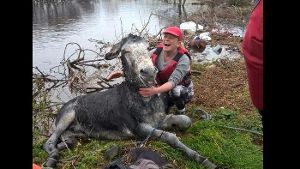 Mike der Esel ist sichtlich glücklich über seine Rettung. Foto: Screenshot Facebook / ahar.ie