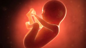 Diese Illustration zeigt einen Embryo im sechsten Monat. Foto: Adobe Stock/SciePro