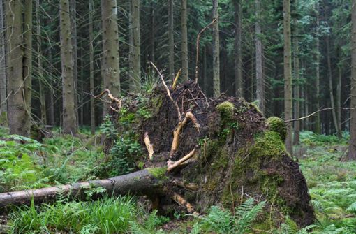 Da staunten die Arbeiter nicht schlecht: Im Wald entdecken sie unter einem entwurzelten Baum ein Waffendepot (Symbolbild). Foto: imagol/Winfried Rothermel