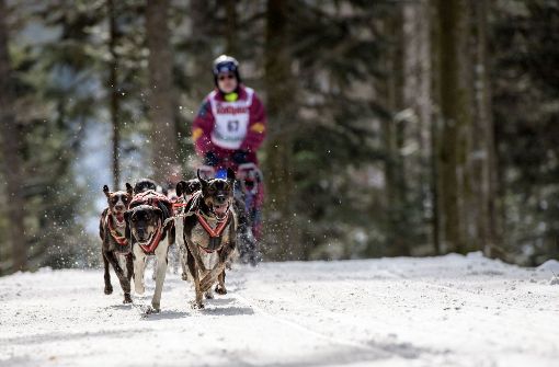 Perfekte Schnebedingungen beim internationalen Schlittenhunderennen im Schwarzwald. Foto: Getty Images Europe
