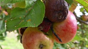 Verfaulte Früchte am Baum – auch das ist  eine Folge des Hitze- und Dürresommers. Foto:  
