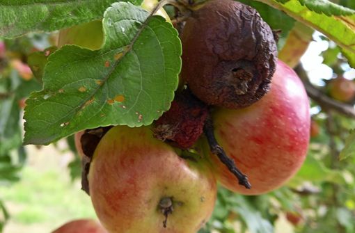 Verfaulte Früchte am Baum – auch das ist  eine Folge des Hitze- und Dürresommers. Foto:  