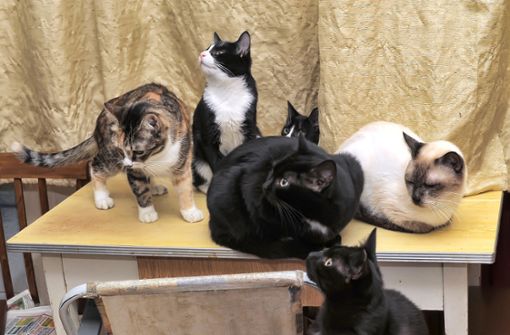 Kommt immer wieder vor: viel zu viele Katzen in der Wohnung. Foto: Adobe Stock/Anna&Konstantin Krivitskie