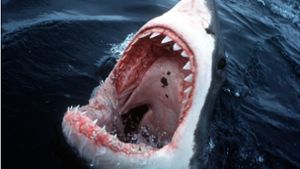 Der Weiße Hai gehört mit einer durchschnittlichen Länge von vier Metern und einer maximalen Länge von über sieben Metern zu den größten Haiarten. Foto: David Doubilet/National Geographic/AP