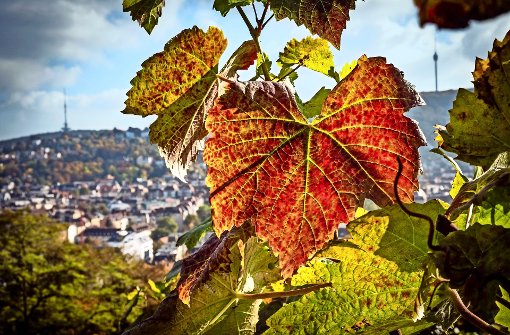 Der Oktober zeigte sich in der Stadt manchmal in seinen schönsten Farben. Foto: Lg/Zweygarth