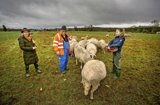 Sorgen kurz vor Weihnachten: Schafzüchter Dieter Fischle, Foto: Roberto Bulgrin