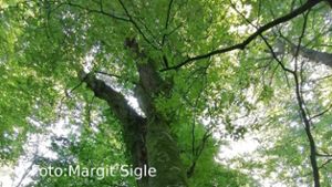 Marbach: Waldbaden - Grüne Auszeit für Körper, Geist, Seele
