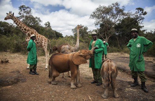 Elefantenwaise Luggard steht auf dem Gelände der David Sheldrick Stiftung in Nairobi, Kenia, bei seinen Pflegern. Auf der Welt-Artenschutzkonferenz wird auch über den Schutz von Elefanten beraten. Foto: dpa