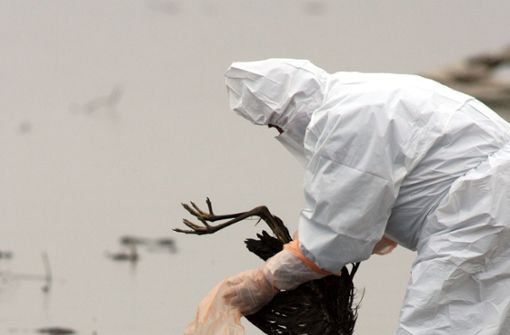 Szenen vor einem Jahrzehnt – als die Vogelgrippe den Bodensee heimsuchte, nun grassiert sie auch in Schwäbisch Hall. Foto: dpa/Patrick Seeger