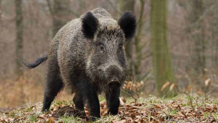 Fahndung in Heslach: Was hat ein bissiges Wildschwein mitten ins Wohngebiet getrieben?