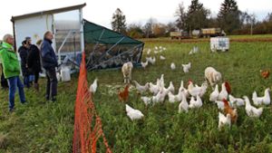Eigentlich haben die Reyerhof-Hühner viel Platz. Derzeit steht ihnen aber nur etwa ein Viertel der ursprünglichen Fläche zur Verfügung. Das kann Folgen haben. Foto: Corinna Pehar