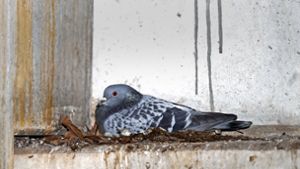Knapp 80 Tauben bevölkern und verschmutzen das Parkhaus. Foto: factum/Jürgen Bach