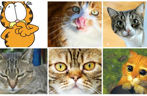 Katze oder Kater? Über das Geschlecht von Garfield, der rotbraun-gestreiften Comic-Kult-Katze, ist ein „Edit War“ auf Wikipedia entbrannt. Benutzer machten abwechselnd die Änderungen anderer Benutzer rückgängig oder überschreiben sie. Inzwischen ist der Streit beigelegt: Garfield ist männlich. Foto: dpa/Brauer
