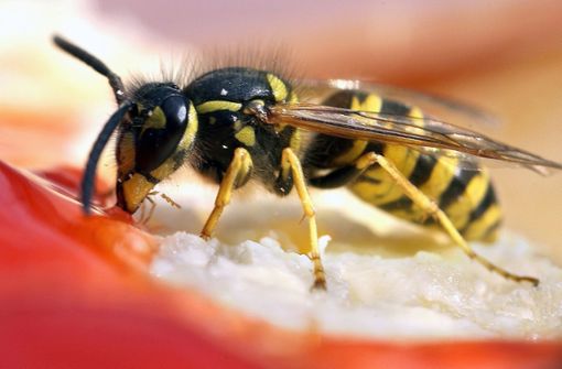 Im Juni fliegen die Wespen wieder – vor allem auf Fleisch. Erst im Spätsommer suchen sie vermehrt nach süßer Nahrung. Foto: dpa